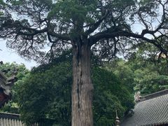 -青岛崂山太清宫
