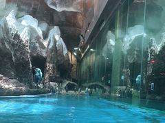 -帝企鹅自助餐厅•儿童岛•真企鹅(长隆企鹅酒店)