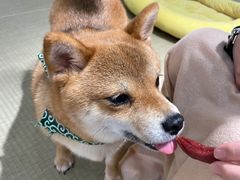 -逗柴咖啡屋·狗咖猫咖宠物桌游