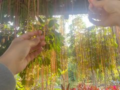 -东莞植物园