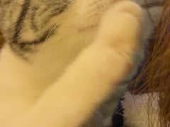 -猫大福·Fortune Cat猫舍(百子湾店)