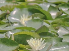 -茅家埠