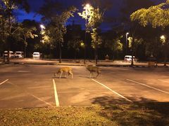 -清迈夜间动物园