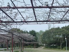 -嘉定紫藤园