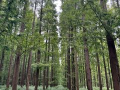 -黄海国家森林公园