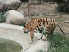 -泉州海丝野生动物世界