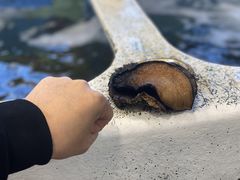 -悉尼鱼市场