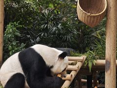 -深圳野生动物园