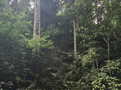-西双版纳原始森林公园
