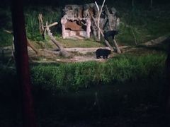 -清迈夜间动物园