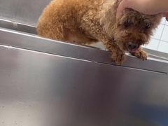 -瑞派康怡24h宠物医院·犬猫医疗中心·微创绝育(瑞景分院)