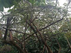 -呀路古热带植物园