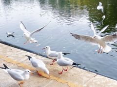 -MAP CHA普洱茶馆(翠湖店)