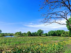 -西溪国家湿地公园