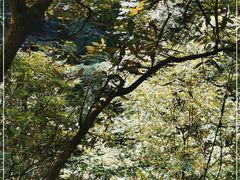 -中国大熊猫保护研究中心雅安碧峰峡基地