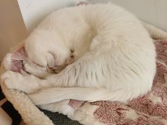 -猫腻·猫咖·撸猫馆(星光大道店)