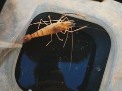 -DGE季风钓虾营地·团建·聚会