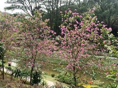 -东莞植物园