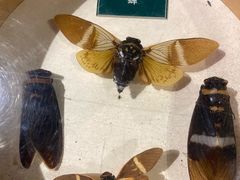 -陕西自然博物馆