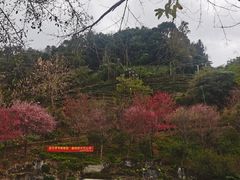 -灵光寺