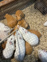 -酷嗒动物文化乐园(cutezoo西溪乐天城店)