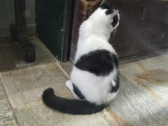 景点-猫咪博物馆(顶澳仔猫街店)