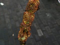 -景泰马记电烤串