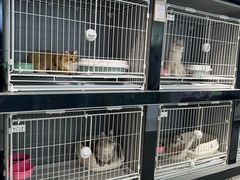 -翊宠yipet猫狗购宠庄园犬舍•猫舍