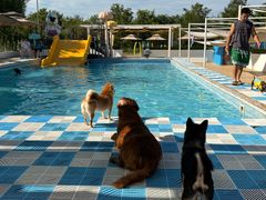 -爪吧宠物乐园 (温榆河示范区店)