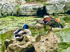 -阳台山自然风景区