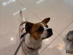 -帕帕拉兹宠物(亚洲旗舰店)