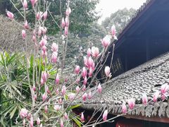 -峨眉山报国寺