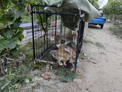 -马陆小张葡萄园农家乐