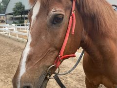 -月河湾马术俱乐部(朝阳店)