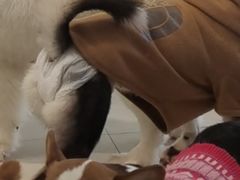 -怪兽屋·羊驼·猫咖·狗咖(俊华广场店)