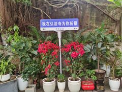 -深圳仙湖植物园