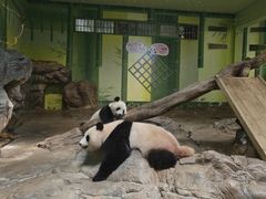 -熊猫自助餐厅.萌趣城堡(长隆熊猫酒店)