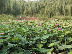 -丰台科技园生态主题公园