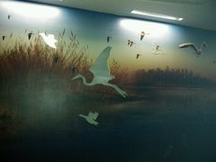 android_upload_pic-溱湖国家湿地公园