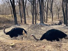 -北京野生动物园