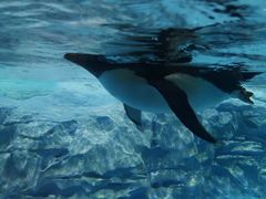 -帝企鹅自助餐厅•儿童岛•真企鹅(长隆企鹅酒店)