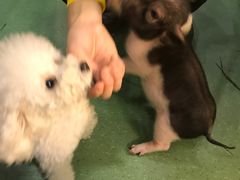 -藦茜花园宠物主题亲子互动体验馆(国顺东路店)