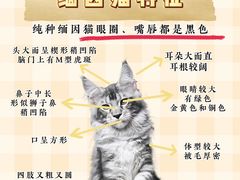 -翊宠yipet猫狗购宠庄园犬舍•猫舍