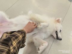 -共舞时光猫咖·狗咖(新街口店)