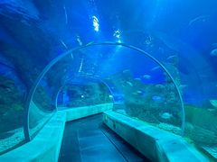 -芜湖新华联大白鲸海洋公园
