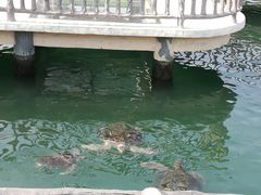 -广东惠东海龟国家级自然保护区