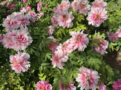 -洛阳市隋唐城遗址植物园