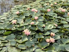 -同銮特种养殖场·龙虾垂钓