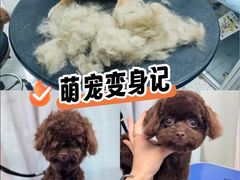 -唐小姐の猫狗洗护·购宠旗舰店(周浦万达店)