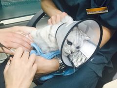 iphone_upload_pic-康乐宝动物医院